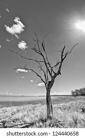 Leafless tree