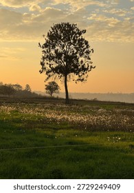 a leafless tree against a sunset sky and a green meadow