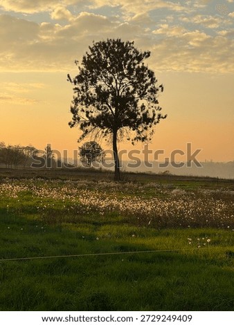 a leafless tree against a sunset sky and a green meadow