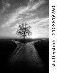 Leafless tree with bench on a field in Tübingen Germany on a foggy winter morning at fork in the road of two wet dirtways in rural landscape at morning sunrise after a rain, black and white greyscale.