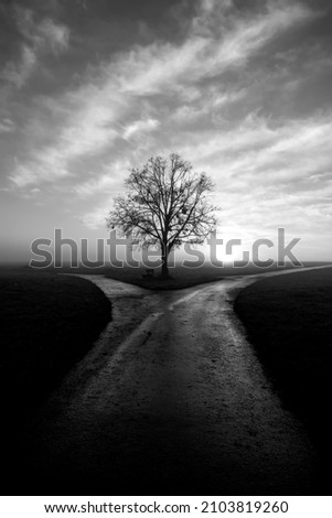 Leafless tree with bench on a field in Tübingen Germany on a foggy winter morning at fork in the road of two wet dirtways in rural landscape at morning sunrise after a rain, black and white greyscale.
