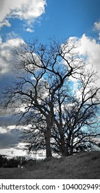 Leafless Tree Blue Cloudy Sky 
