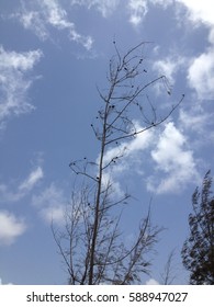 Leafless tree Blue Sky Abstract 