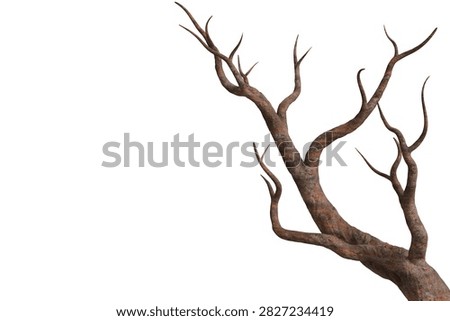 leafless tree branch, showcasing its gnarled and textured bark