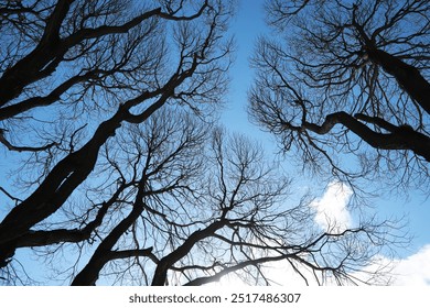 Leafless Tree Branches Against a Clear Blue Sky with Light Clouds in the Background - Powered by Shutterstock