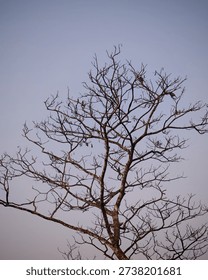 Leafless Tree Branches Against Clear Sky.A tall leafless tree with intricate dry branches spreading across a soft clear sky. Minimalist nature background with calm mood, winter or dry season concept, outdoor landscape photography.