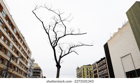 Leafless tree branches contrasted against a gray sky between buildings. Panoramic format. - Powered by Shutterstock