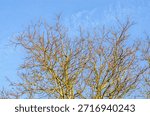 Leafless tree branches reaching towards a clear blue sky in bright winter sunshine