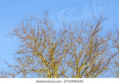 Leafless tree branches reaching towards a clear blue sky in bright winter sunshine