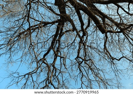 Leafless tree branches stretch across a bright blue sky, showcasing the complex patterns and stark beauty of winter. the intricate network of branches contrasts vividly against the clear background, nature's artistry.
