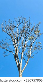 Leafless tree branches stretching into a bright blue sky, symbolizing resilience, seasonal change, environmental challenges, and natural beauty. Suitable for nature, ecology, and minimalist background concepts.