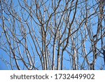 
Leafless tree branches in winter with blue sky as background