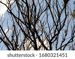 Leafless tree from brazilian cerrado forest