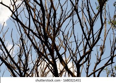 Leafless Tree From Brazilian Cerrado Forest