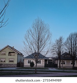Leafless tree centered in front of detached suburban houses along a quiet residential street, with fences, sidewalks and soft evening sky, capturing calm neighborhood atmosphere and seasonal transition in an urban outskirts setting.