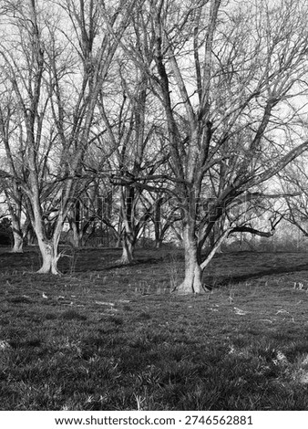 Leafless tree dominating a quiet hillside landscape