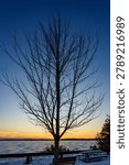 Leafless tree during winter overlooking frozen lake during sunset