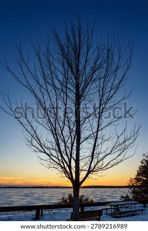 Leafless tree during winter overlooking frozen lake during sunset