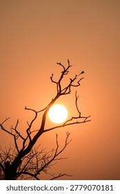 Leafless Tree Framing Glowing Sun with Bird Silhouettes, Minimal Sunset Landscape

Silhouetted birds perch on the bare branches of a barren tree against a vivid orange sunset sky. The glowing sun and dramatic contrast between the dark silhouettes and warm evening light create a peaceful and atmospheric nature scene filled with serenity and quiet beauty.