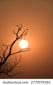 Leafless Tree Framing Glowing Sun with Bird Silhouettes, Minimal Sunset Landscape

Silhouetted birds perch on the bare branches of a barren tree against a vivid orange sunset sky. The glowing sun and dramatic contrast between the dark silhouettes and warm evening light create a peaceful and atmospheric nature scene filled with serenity and quiet beauty.