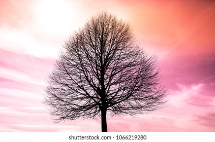 A leafless tree in front of a dramatic sky. Austria Europe.