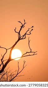 Leafless Tree and Glowing Sun at Dusk with Birds in Flight, Dramatic Sunset Landscape

A silhouetted bare tree with twisted branches stands against a vivid orange sunset sky as a glowing sun shines through the branches. Small birds flying in the background add depth and motion to the peaceful golden hour scene, capturing the beauty and tranquility of nature at dusk.