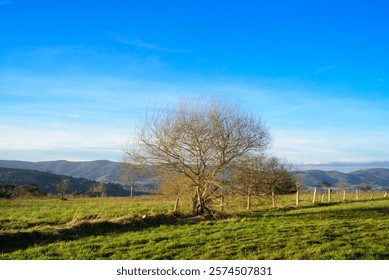 Leafless tree in green field