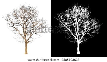 Leafless tree isolated on white background with clipping path with alpha for brush design 