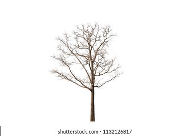 Leafless tree isolated white background.