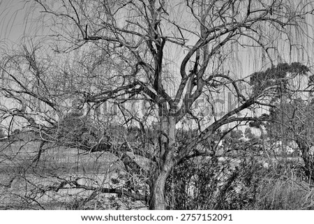 A leafless tree with long, drooping branches forms an intricate web of lines against a softly blurred background of trees and distant buildings. The black‑and‑white treatment emphasizes texture, contrast, and structure, creating a dramatic and artistic portrayal of a winter or dormant‑season landscape.