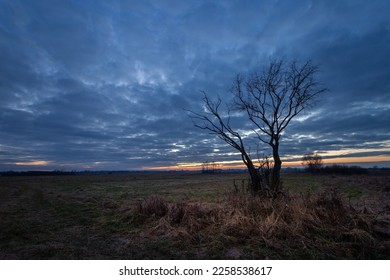 A leafless tree in a meadow and evening clouds after sunset, Czulczyce, Poland
