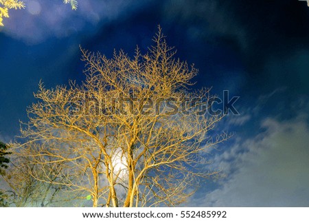 Cherry blossom at night