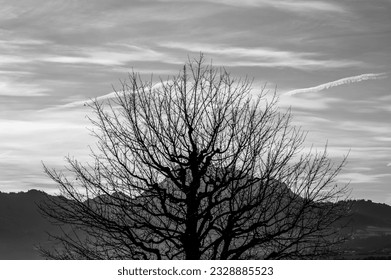 Leafless tree and mountain point to sky with vapour trails amid clouds