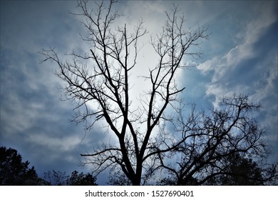 A Leafless Tree on Blue Sky