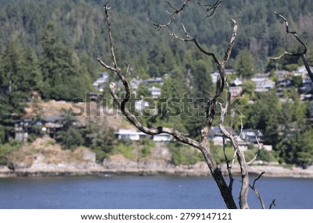 Leafless tree on a calm blue lake