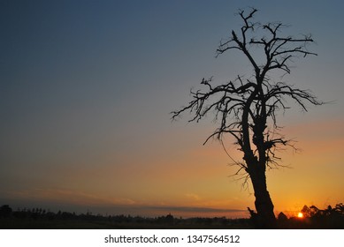 leafless tree on sunset in the outback with a clear sky - Powered by Shutterstock