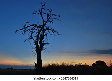 leafless tree on sunset in the outback with a clear sky - Powered by Shutterstock