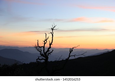 Leafless tree on the trek to Deoria Tal (lake) in India at the time of sunset.