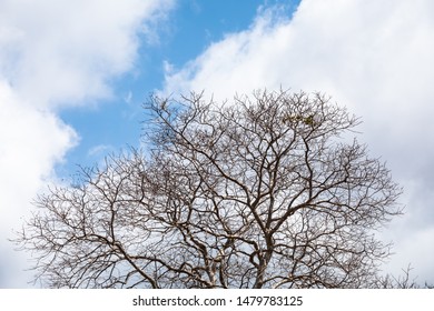 Leafless tree on white cloud and blue sky background