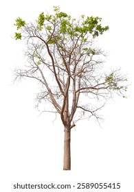 leafless tree  removed original background isolated on white background with clipping path 