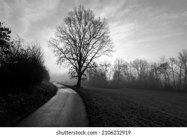 Leafless tree and small rural road in Tübingen Germany on foggy winter morning. Wet dirtway winding street panorama in misty landscape at morning sunrise after  rainy night, black and white greyscale.