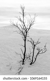A Leafless Tree In The Snow