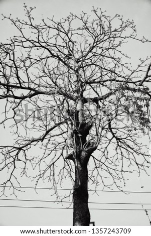 A leafless tree standing alone behing electric wires
