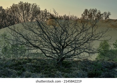 A leafless tree stands in front of a sand hill in spring. Quartz sand is quarried here in the heathland near the town of Haltern in Germany.