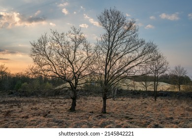 A leafless tree stands in front of a sand hill in spring. Quartz sand is quarried here in the heathland near the town of Haltern in Germany.