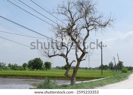 A leafless tree stands stark against a bright sky, its bare branches reaching out like gnarled fingers above a landscape of green fields and utility lines.