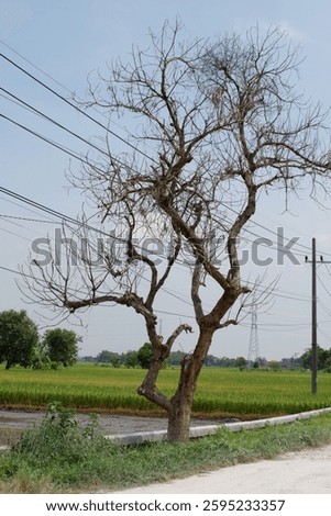 A leafless tree stands stark against a bright sky, its bare branches reaching out like gnarled fingers above a landscape of green fields and utility lines.