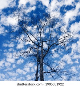 Leafless tree with a sunny cloudy sky