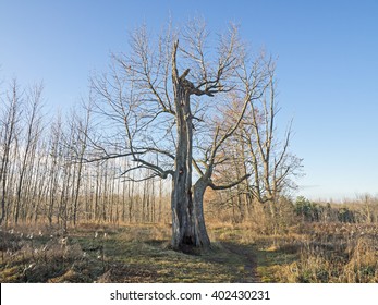 Leafless tree at sunrise in landscape format - Powered by Shutterstock