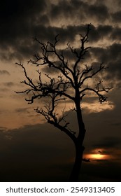 A leafless tree in sunset with clouds in the background. 